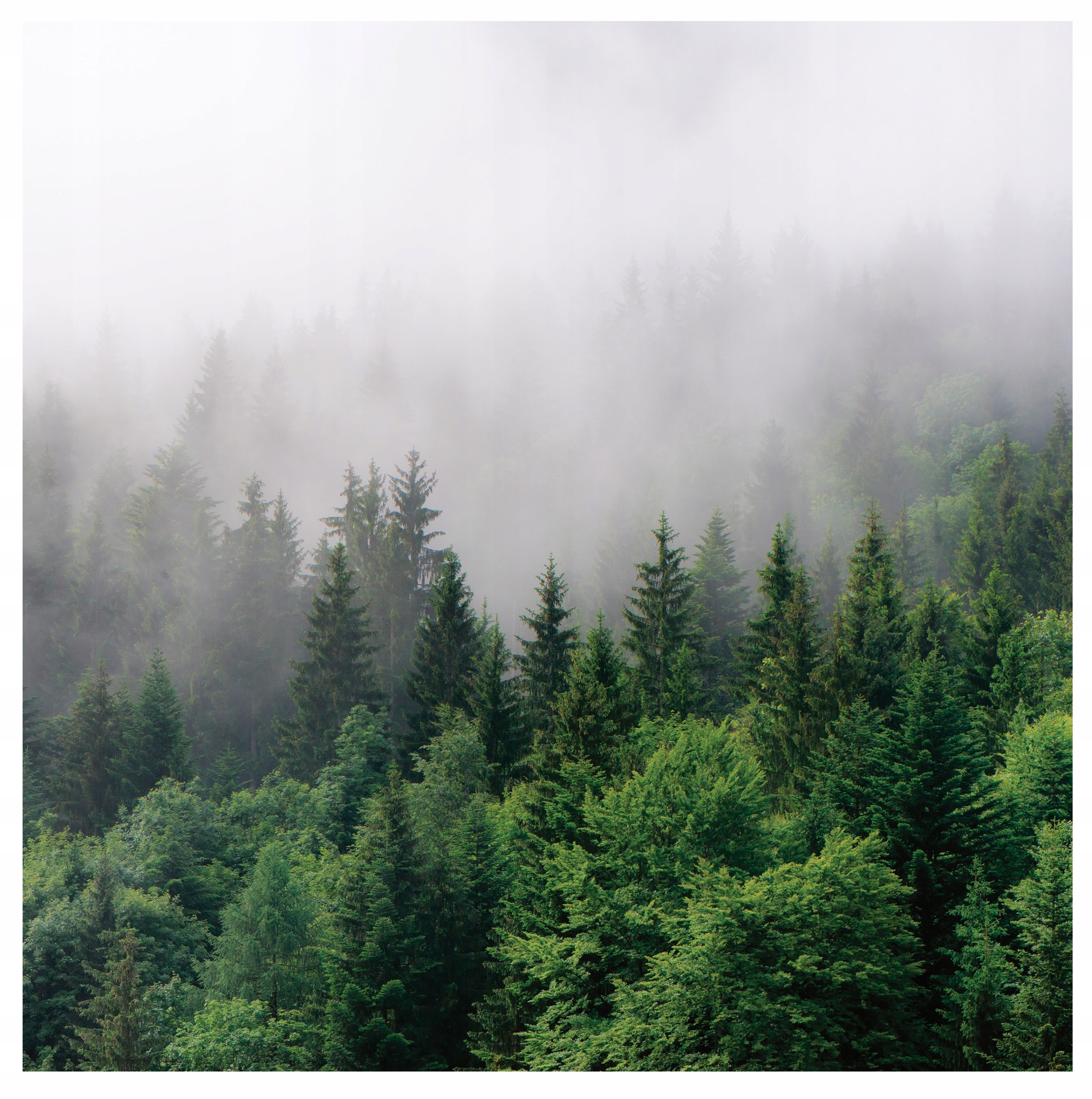 

Foto Tapeta Na Wymiar Las We Mgle 3D Drzewa + Klej