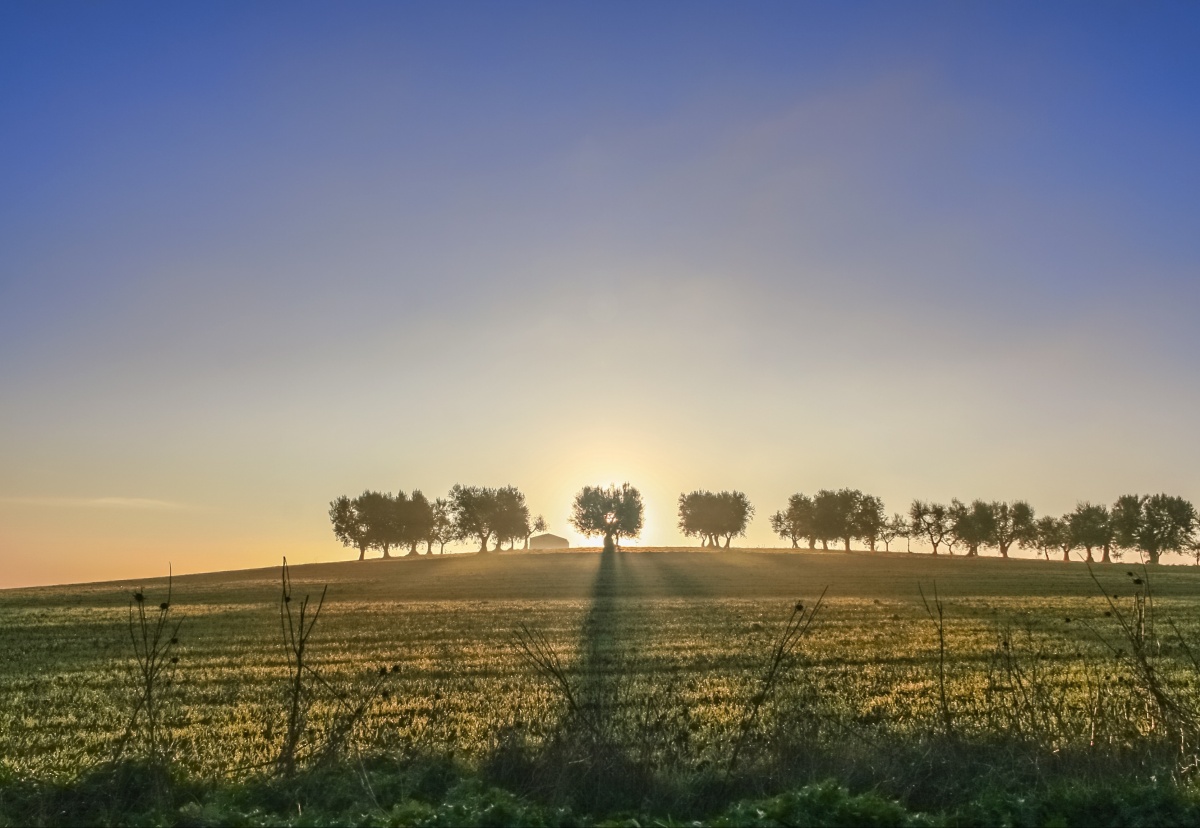

Fototapeta Flizelinowa Gaj oliwny 152x104