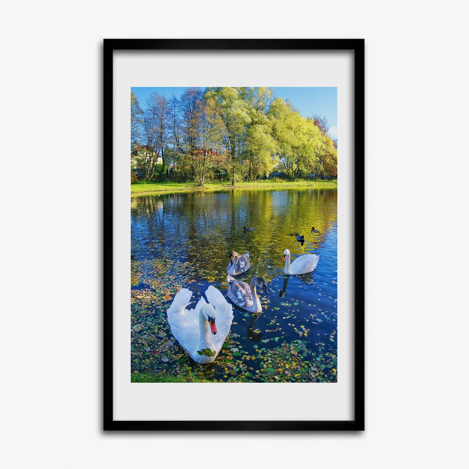 Obraz grafika na zeď Labutě na rybníku 40x60