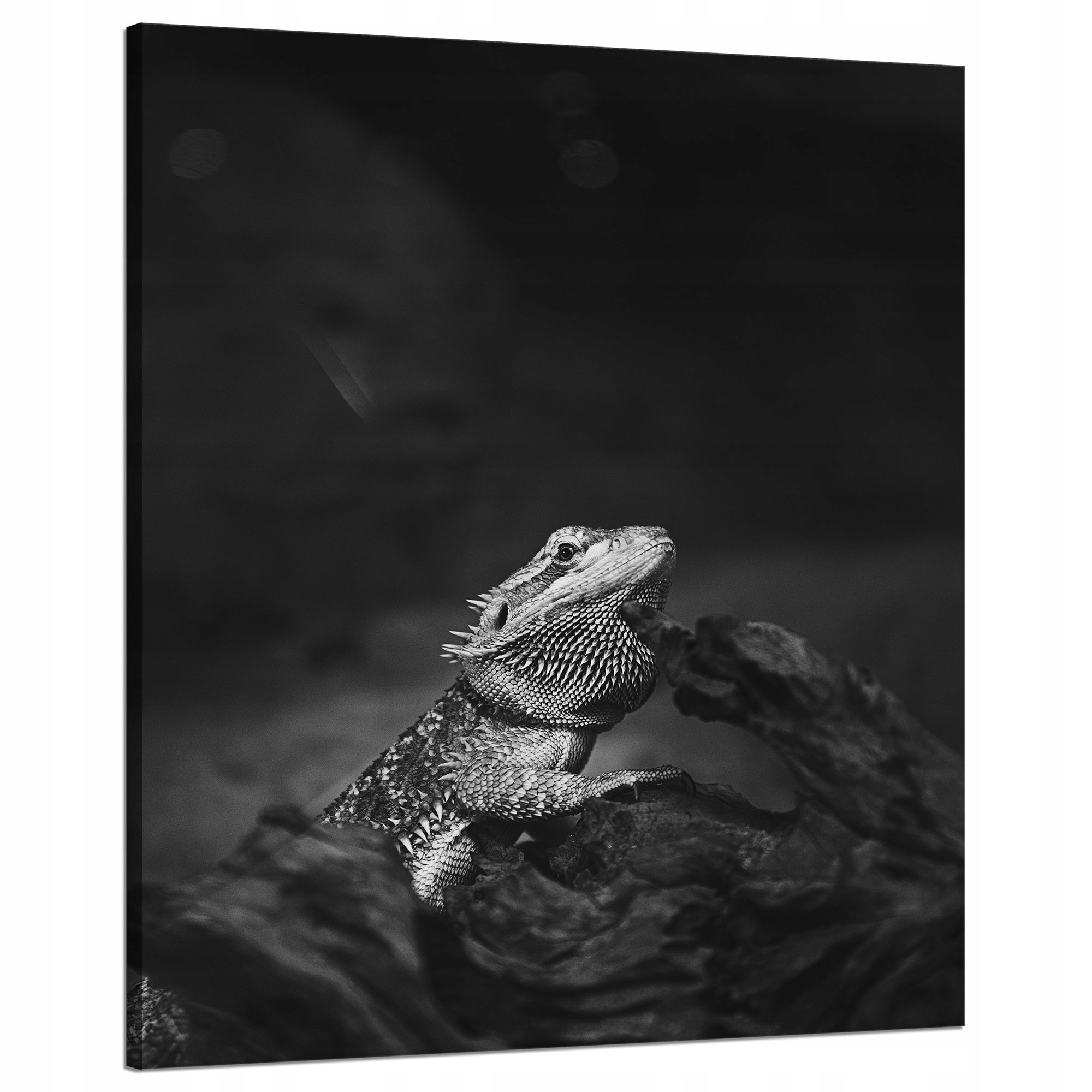 Obraz na plátně Ještěrka Gad Černobílá příroda 80x100