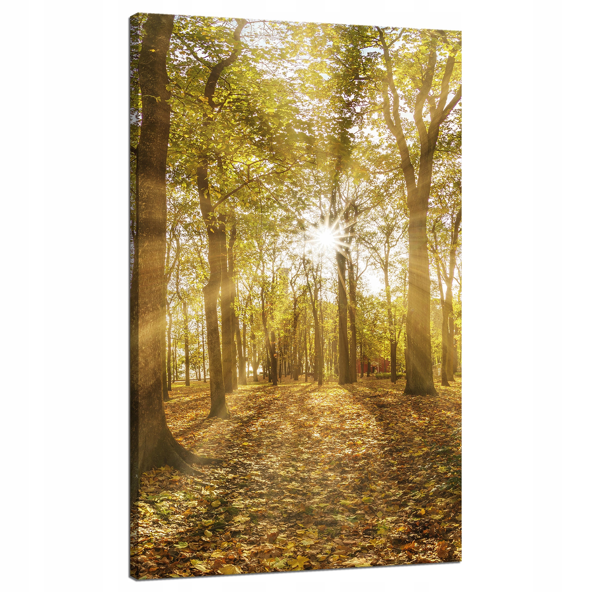 Obraz na plátně Slunce mezi stromy v lese 70x120 cm