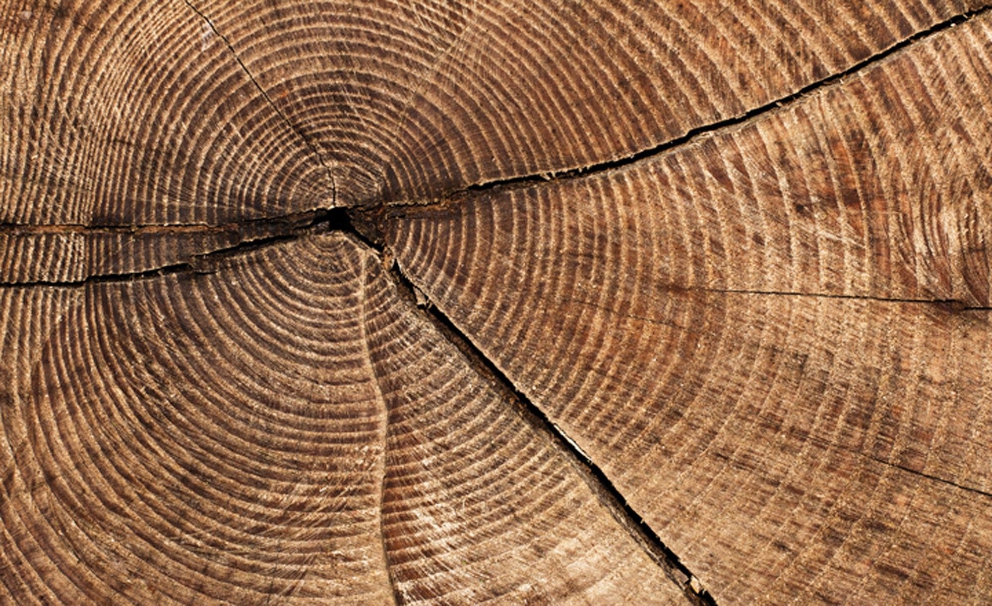Fototapeta Prírodné drevo Prierez Štruktúra Dizajn Eko 300x210 lepidlo