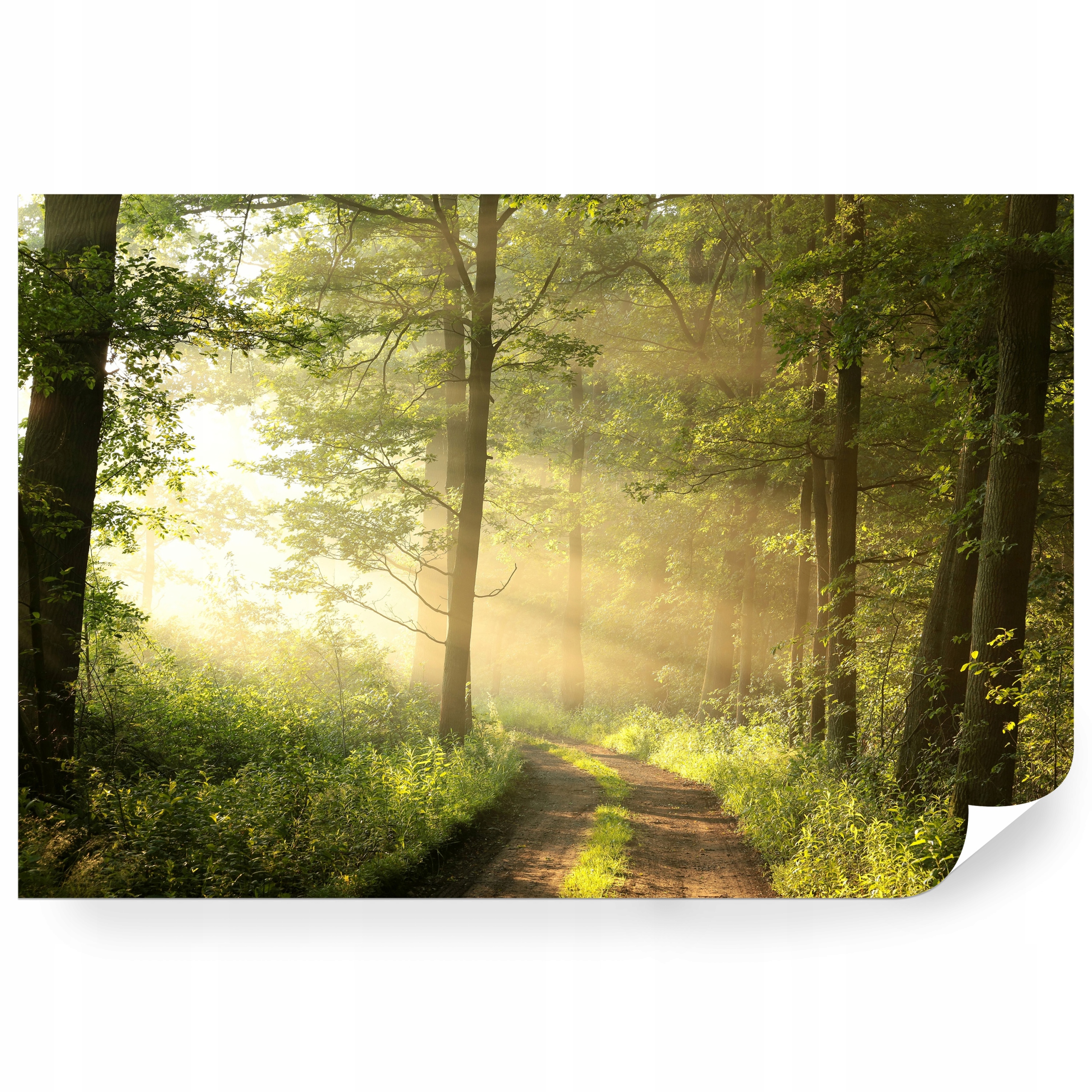 Fototapeta samolepicí Lesní Stezka Při Východu Slunce 208 x 146 cm