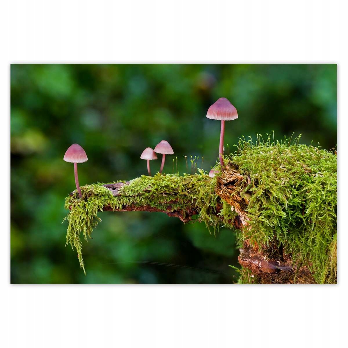Plakáty 200x135 Houby na mechu Makro