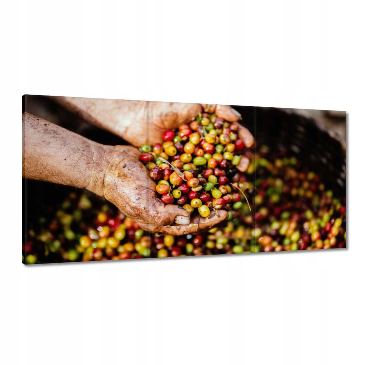 Obrazy 180x90 Zbierka kávy Káva