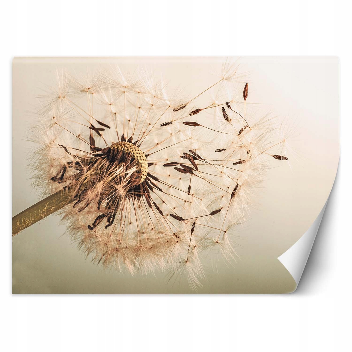 Fototapeta Pampeliška makro 400x280 zblízka