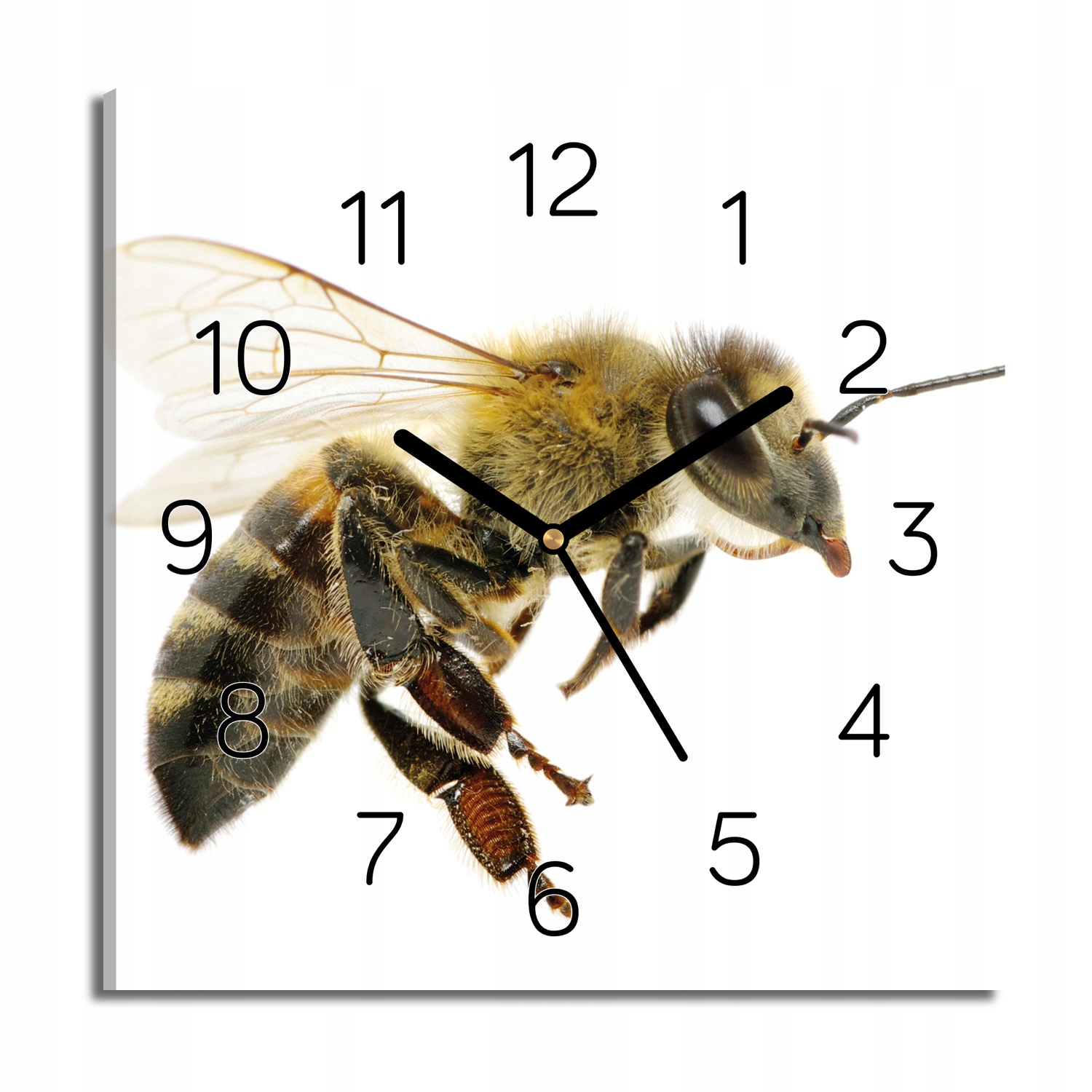 hodiny canvas Včela hmyz do obývacího pokoje 30x30 s fotografií