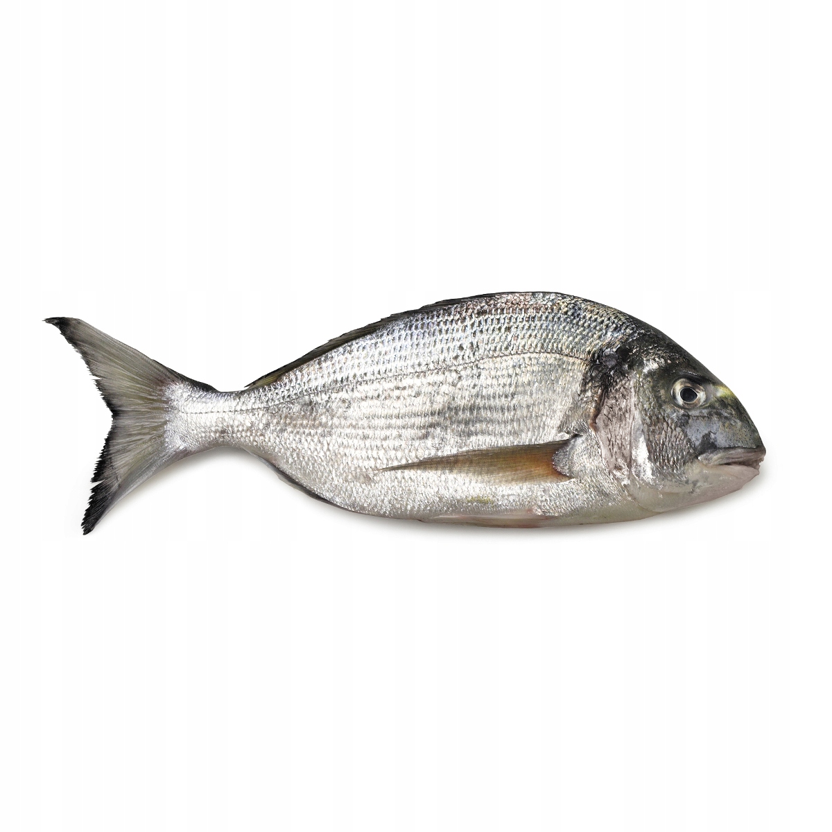 Dorada patroszona cała mrożona bez kości 2 kg Suchy lód