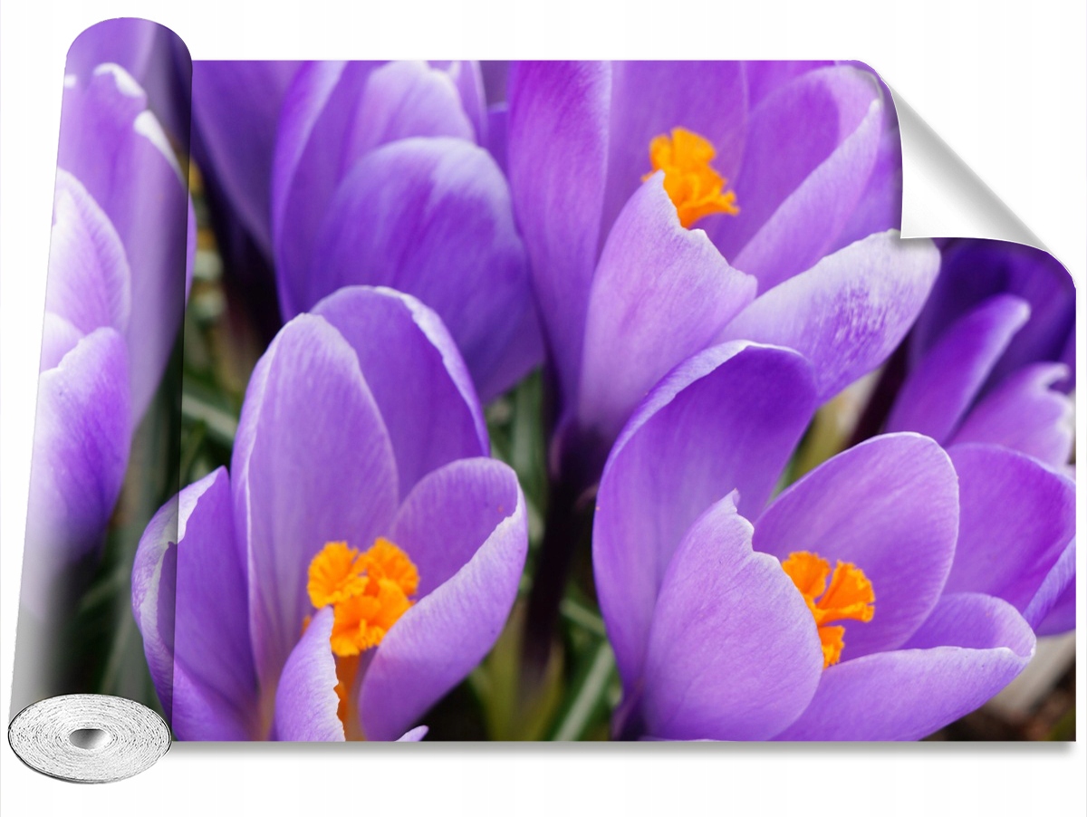 

Tapeta Samoprzylepna Fioletowe krokusy 104x70