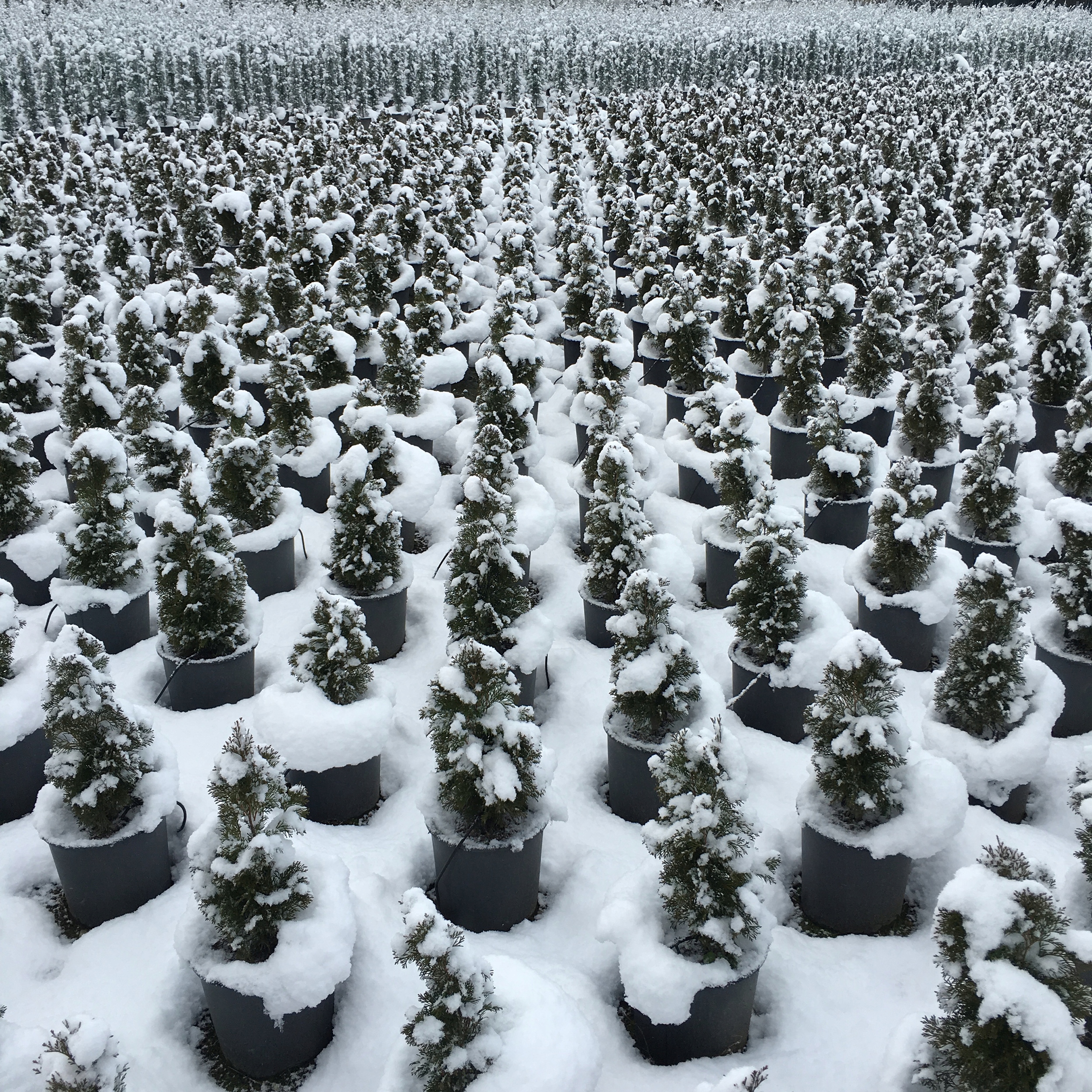 PODŁOŻE DO KWIATÓW ROŚLIN i PALM ZIEMIA UNIWERSALNA Z NAWOZEM COMPO 5L Pojemność 20 l