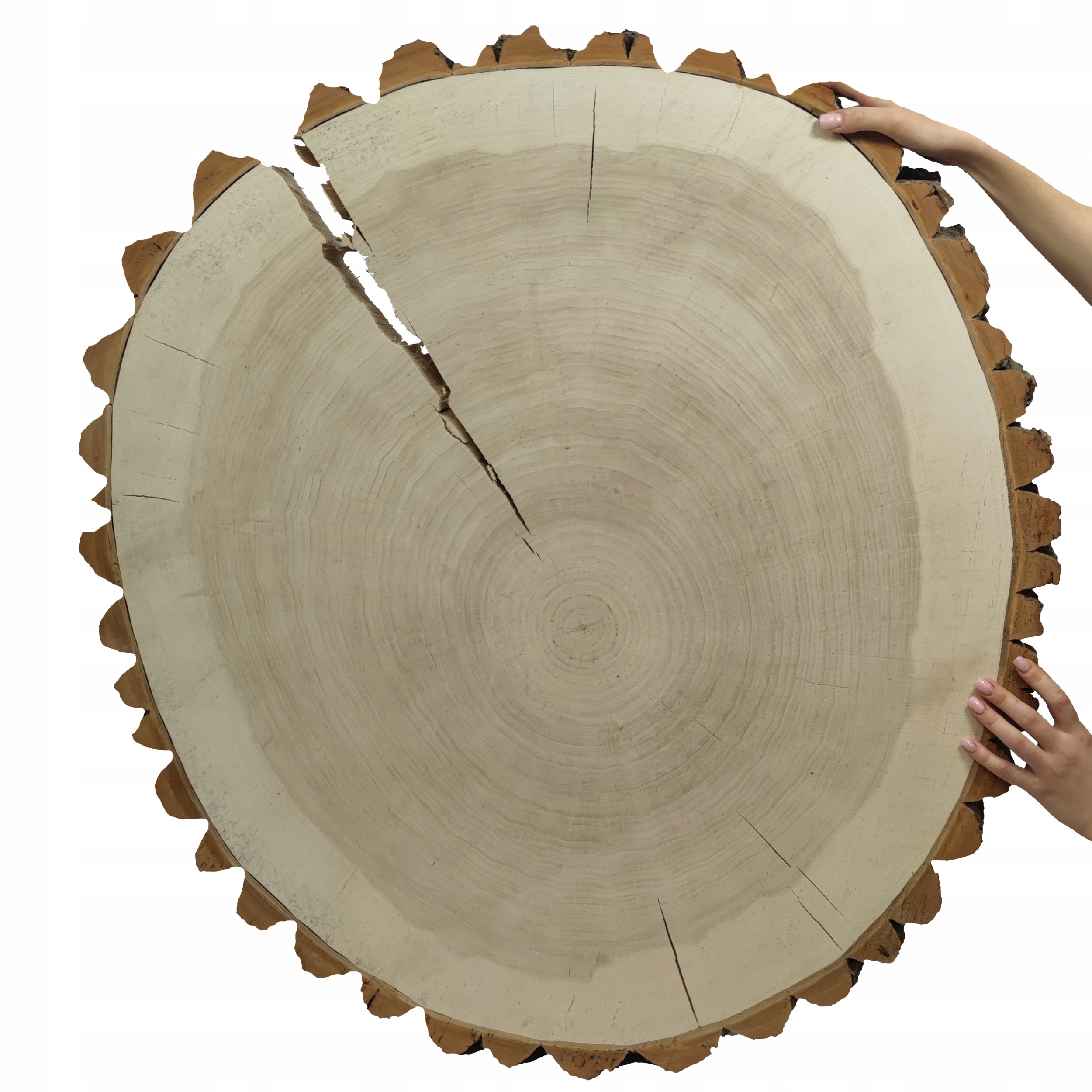 Dřevěný plát topol dřevěná deska na konferenční stolek Topola Unikát 092803