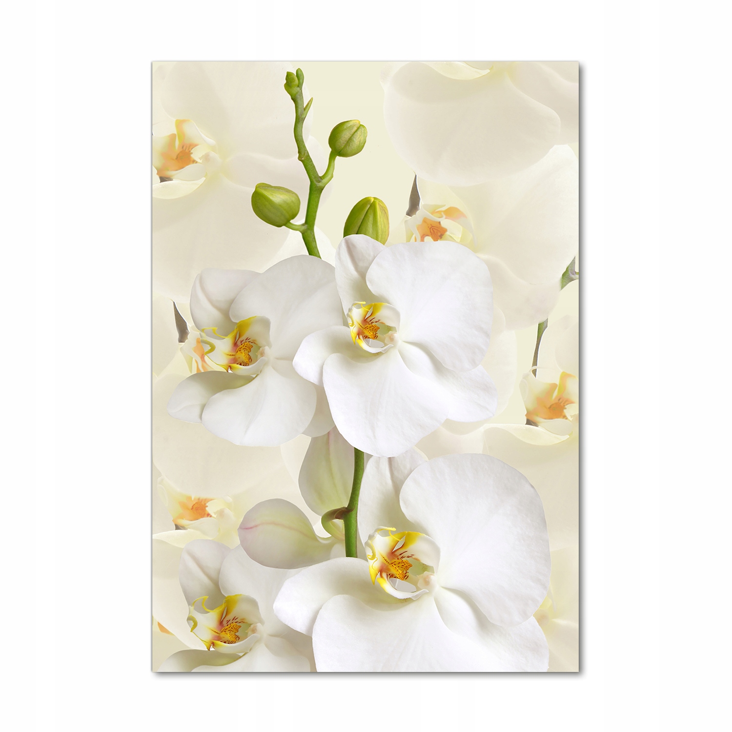 

Foto obraz akryl do salonu Biała orchidea 70x100cm