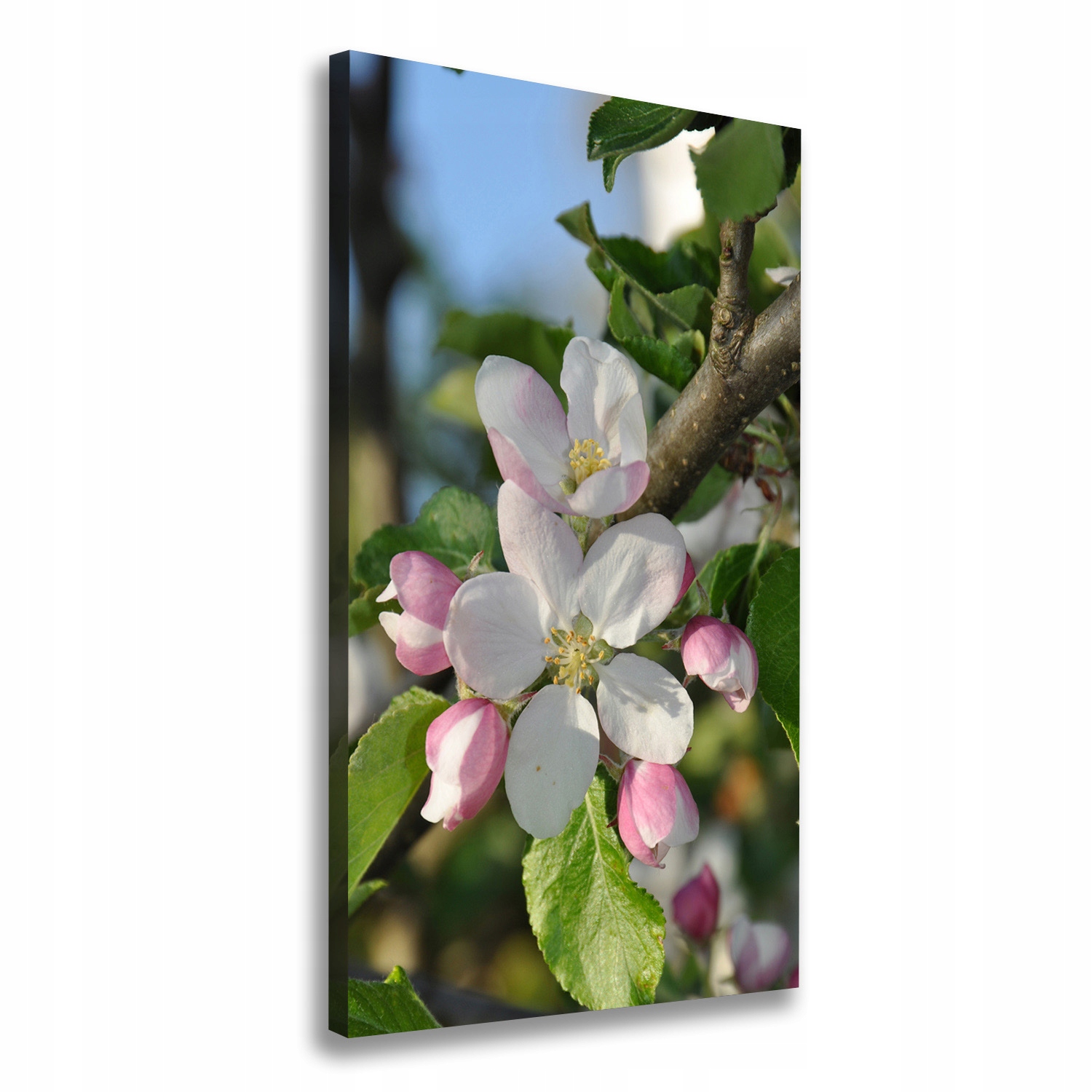 

Foto obraz canvas do salonu Kwiaty wiśni 50x100