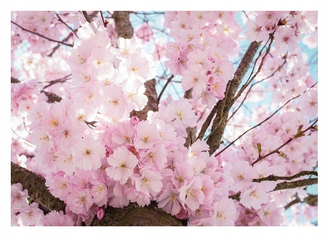 Fototapeta Květy Třešní Moderní obývací pokoj 208x146