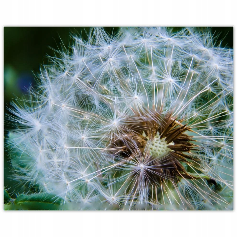 

Plakat 50x40 Dmuchawiec Kwiat Kwiatki