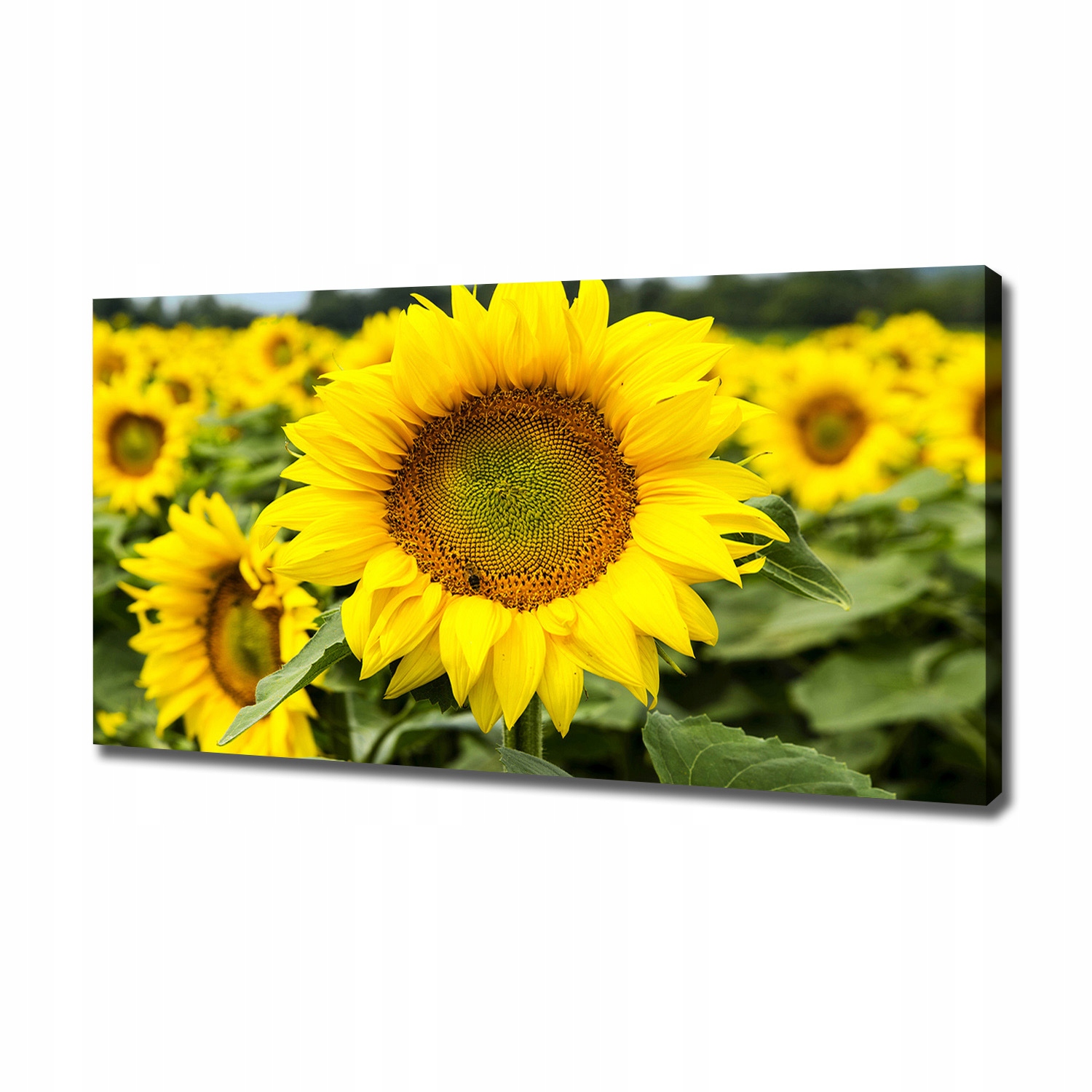 

Foto obraz na płótnie Pole słoneczników 120x60 cm