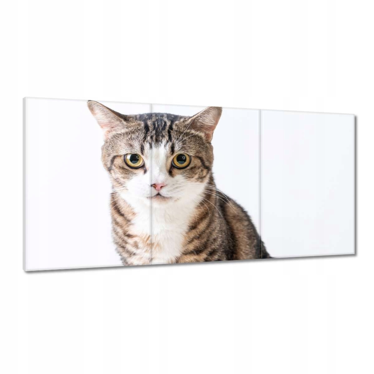 Obrazy 180x90 Mačiatko Mačky Kicia