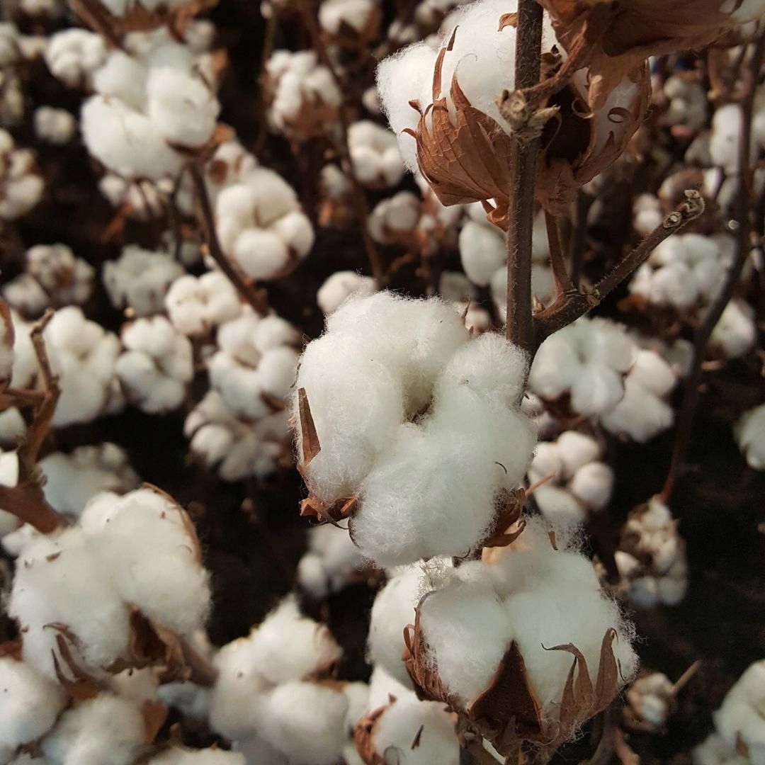 Zapach do świec wosku olejek 10ml BAWEŁNA Waga produktu z opakowaniem jednostkowym 0.01 kg