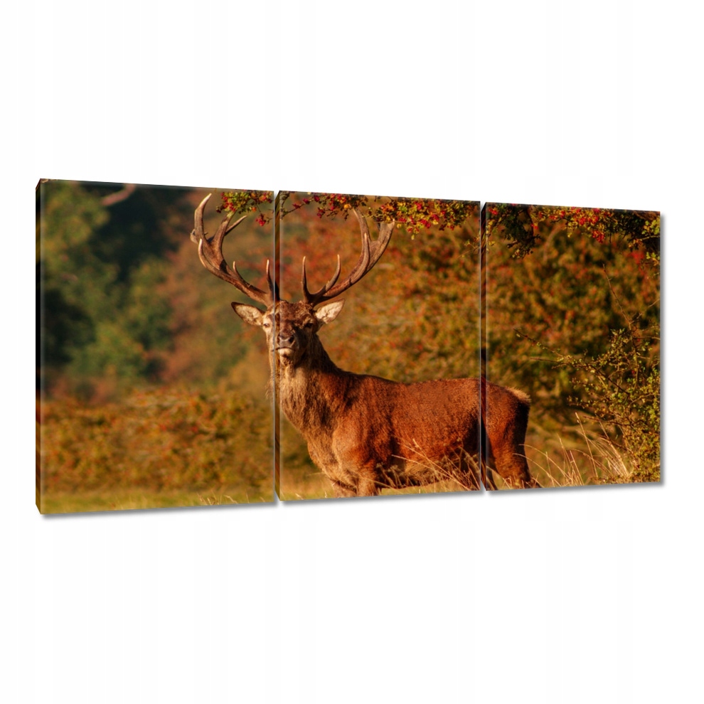

Obrazy 120x60 Jeleń królewski