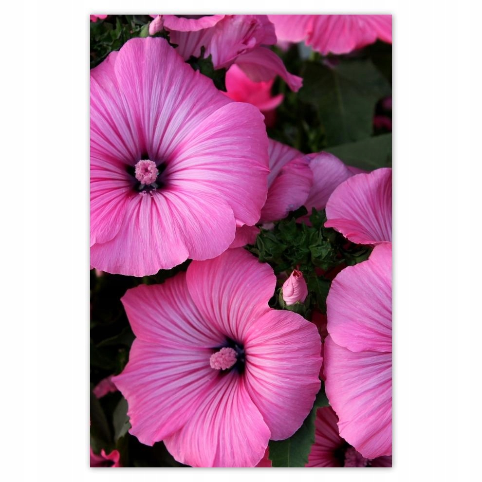 

Plakaty 40x60 Fioletowe kwiatki