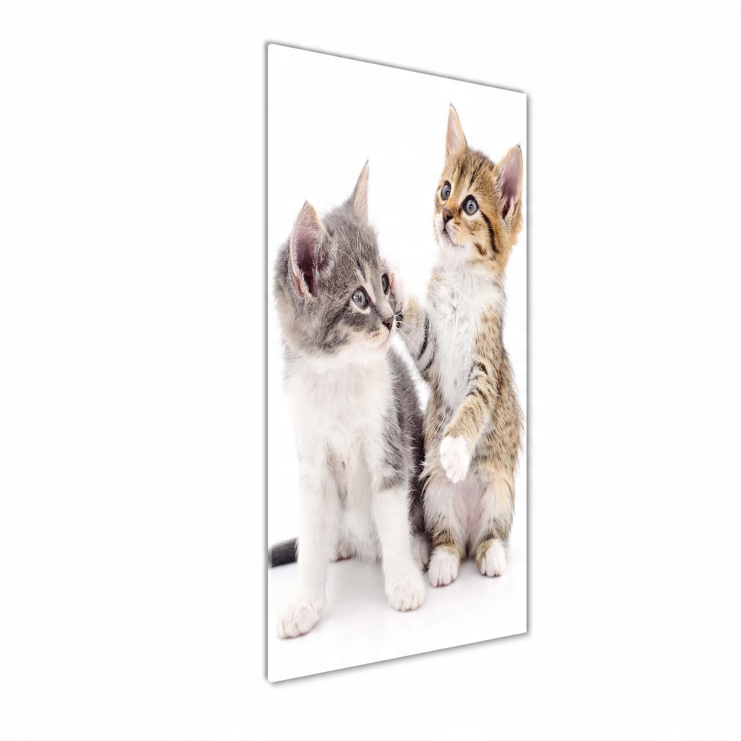 

Foto obraz szkło hartowane Dwa małe koty 50x125 cm