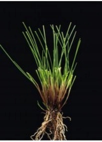 Kostrzewa czerwona rozłogowa gazonowa 18 kg