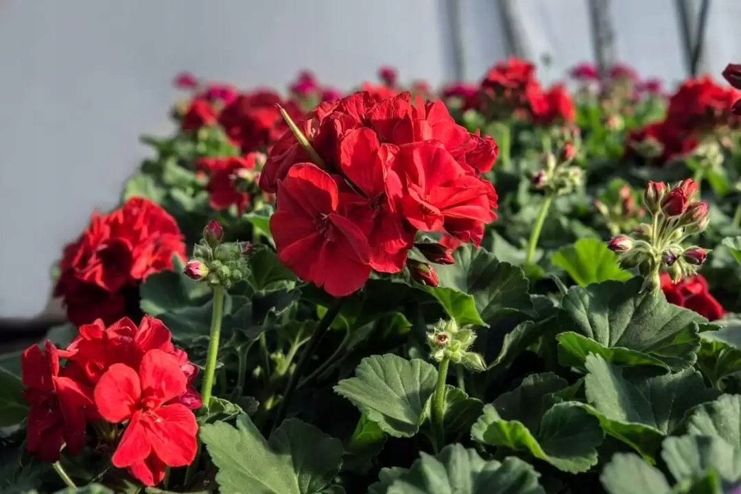 Biohumus Extra1l+20% gratis Nawóz do Pelargonii Forma płyn