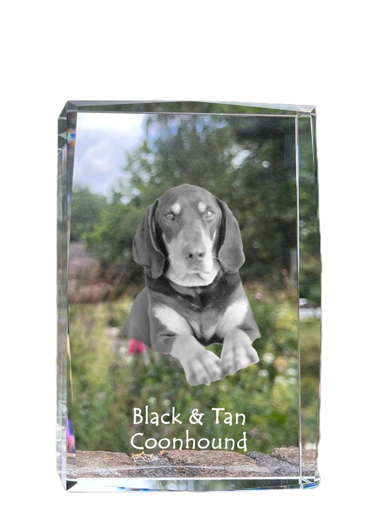 Black and tan coonhound I fotografia psa v kryštáli, suvenír, trofej