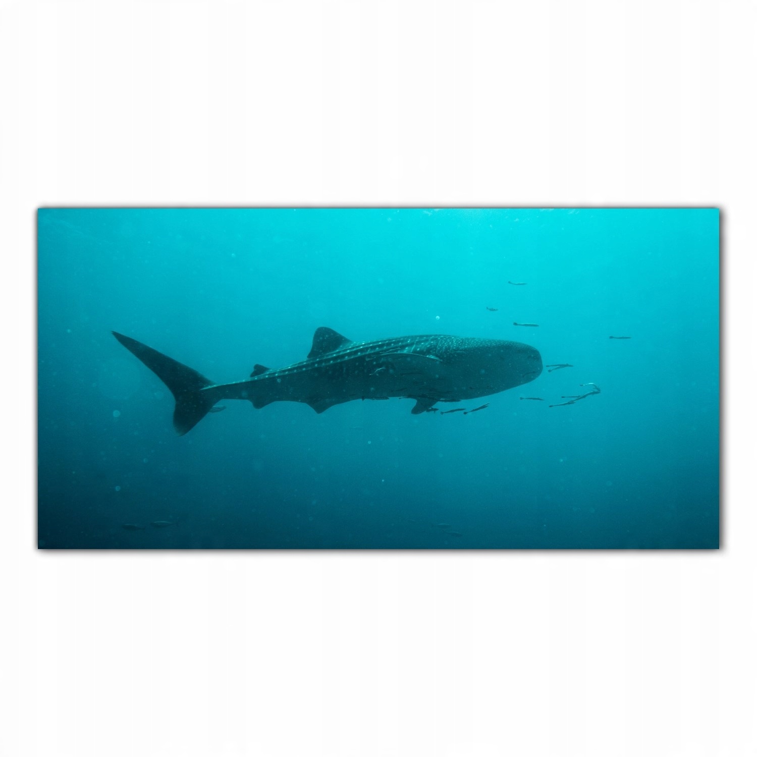 

Obraz Szklany Foto-obraz Orka Ocean Morze 120x60