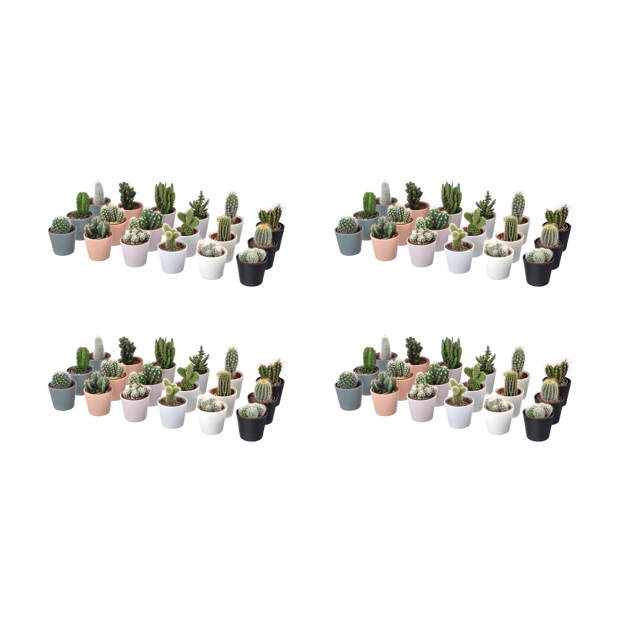 4 ks Cactaceae Rostlina s květináčem Kaktus/různé 6 cm