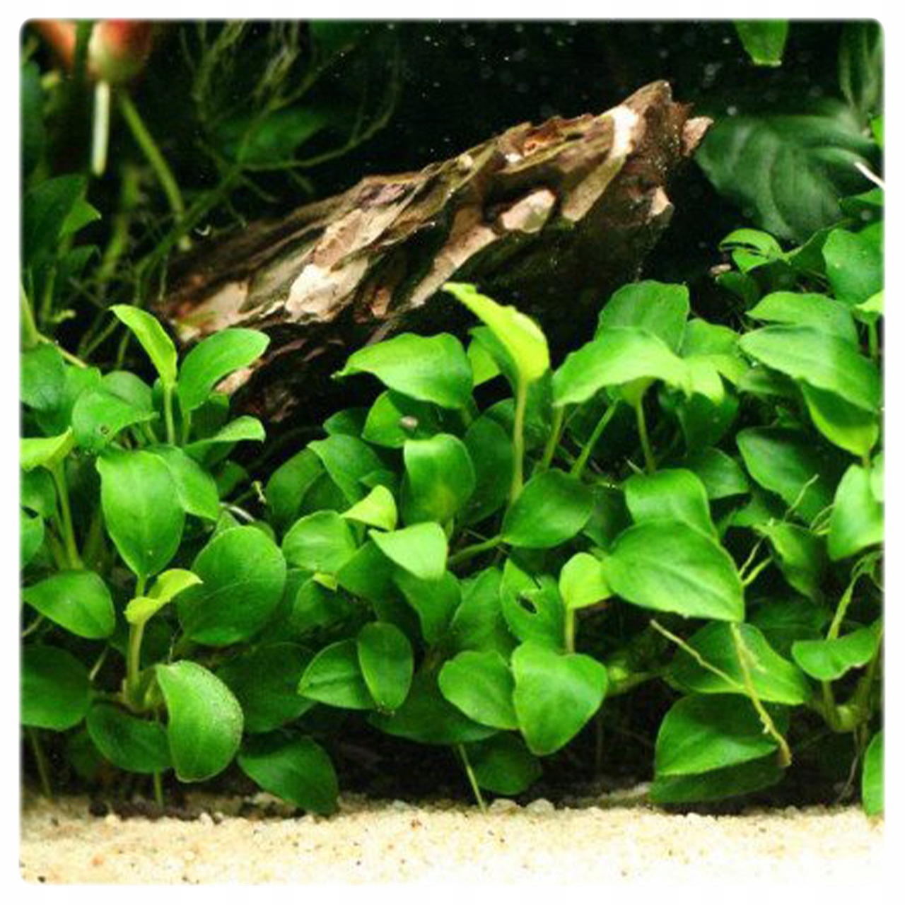 Анубиас Нана (Anubias низкий) корзина