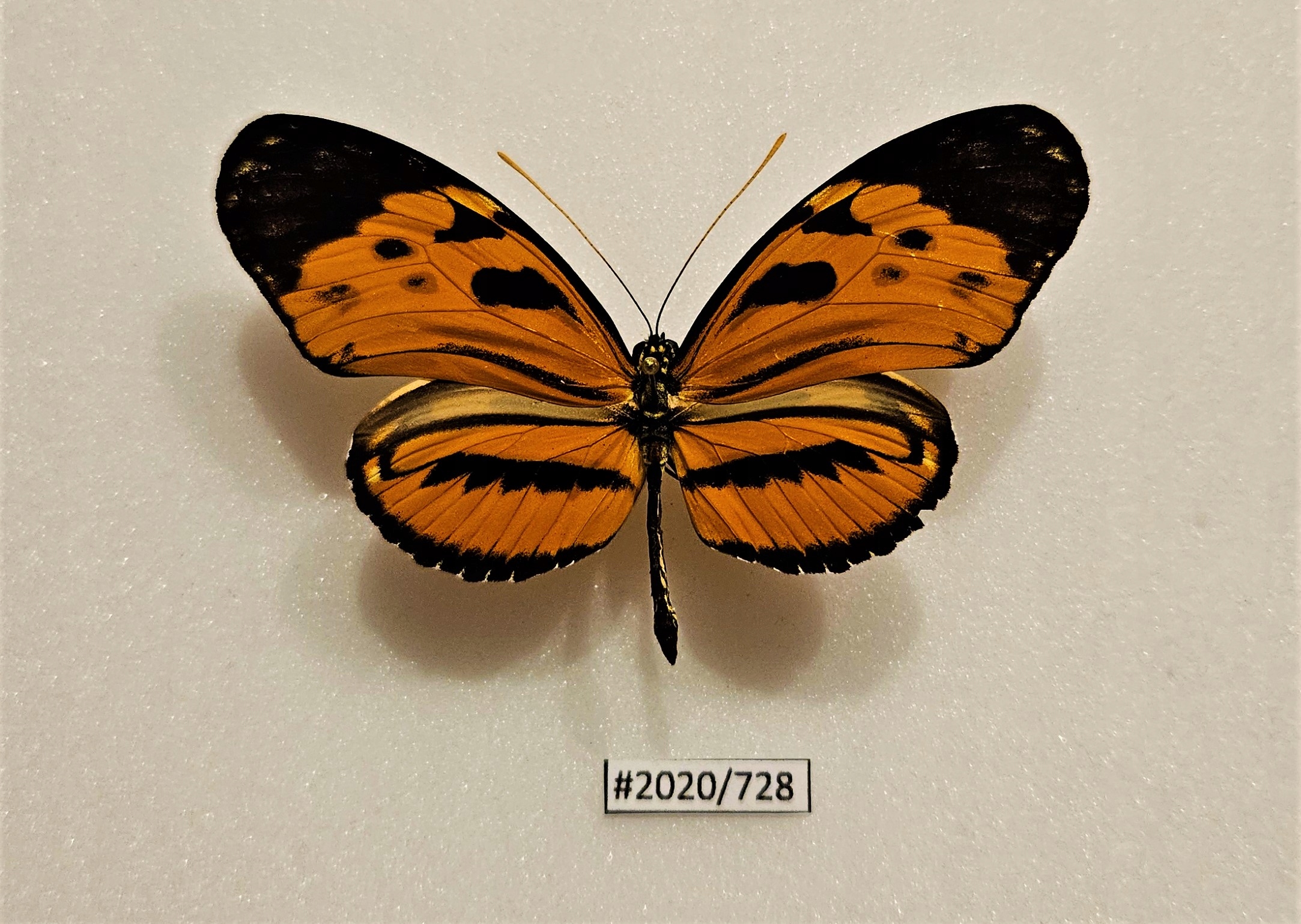 Motyl Heliconius numata #1.