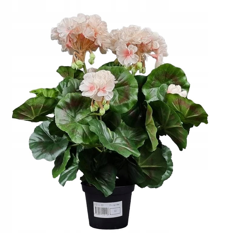

Pelargonia Sztuczna W Doniczce (613.22) Krem Róż
