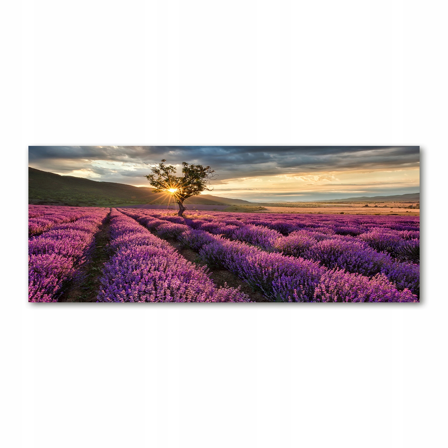 

Foto obraz akryl zdjęcie Pole lawendy 125x50 cm