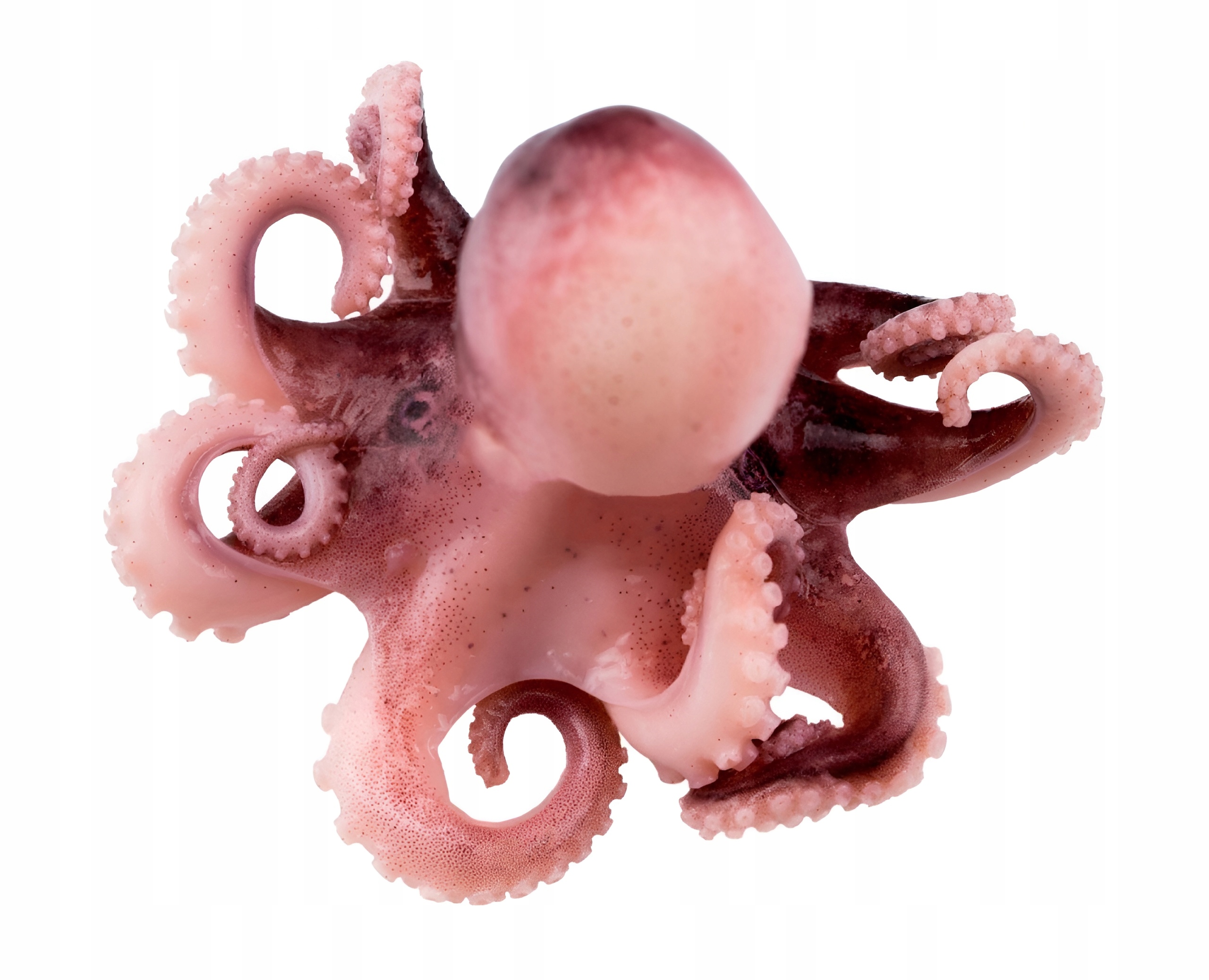 Ośmiorniczki baby 20/40 kg mrożone 2/1,6 kg glazura 20%