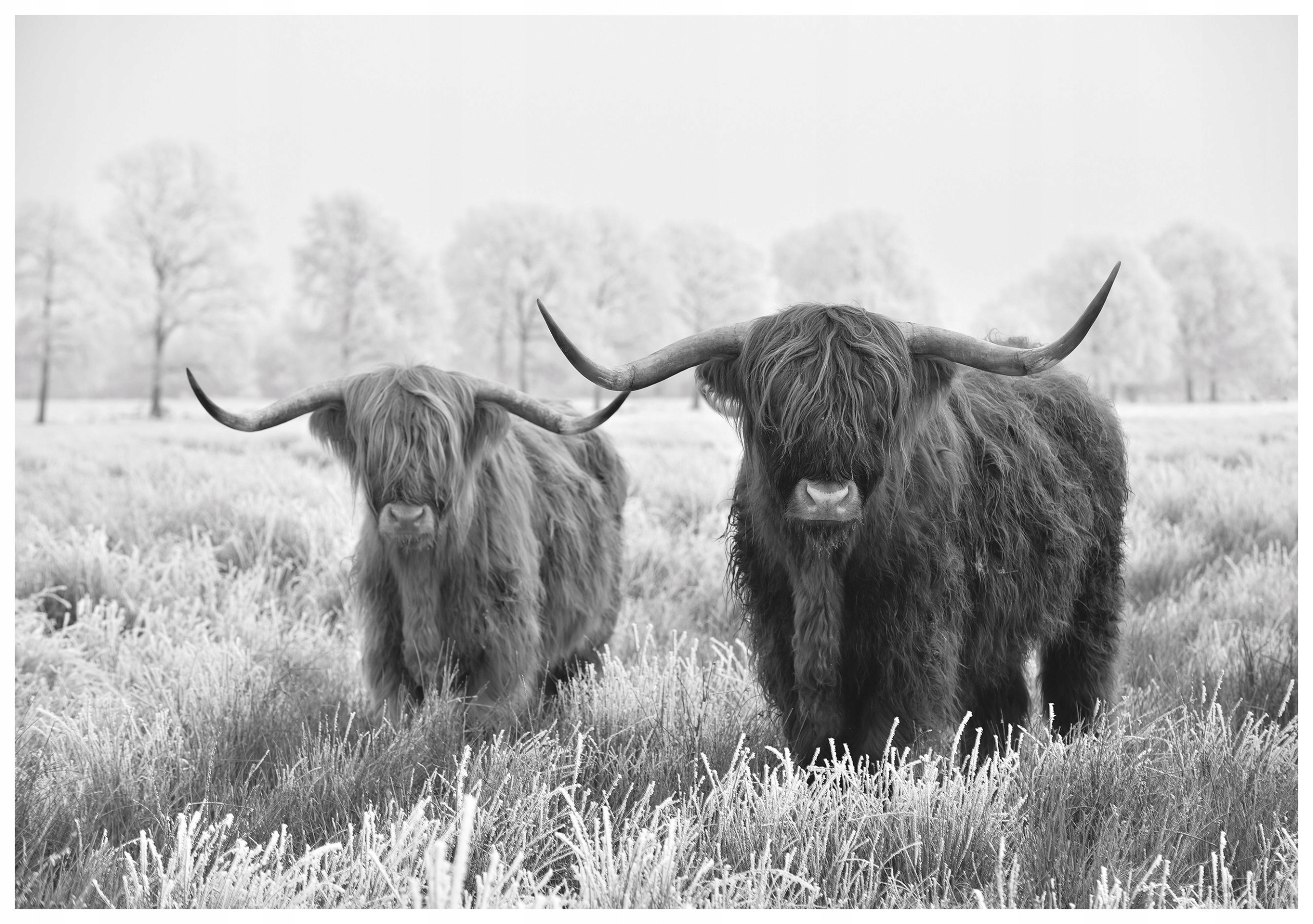 Fototapeta Skotské krávy Zima krajina minimalismus příroda 208x146 lepidlo