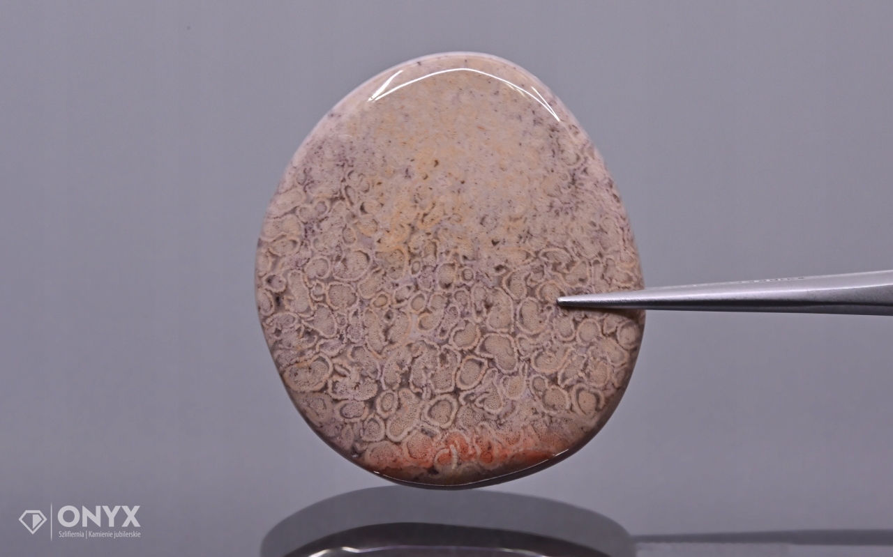 Zkamenělá dlaň konvexní nepravidelná dlažba 33,5x29,5 mm