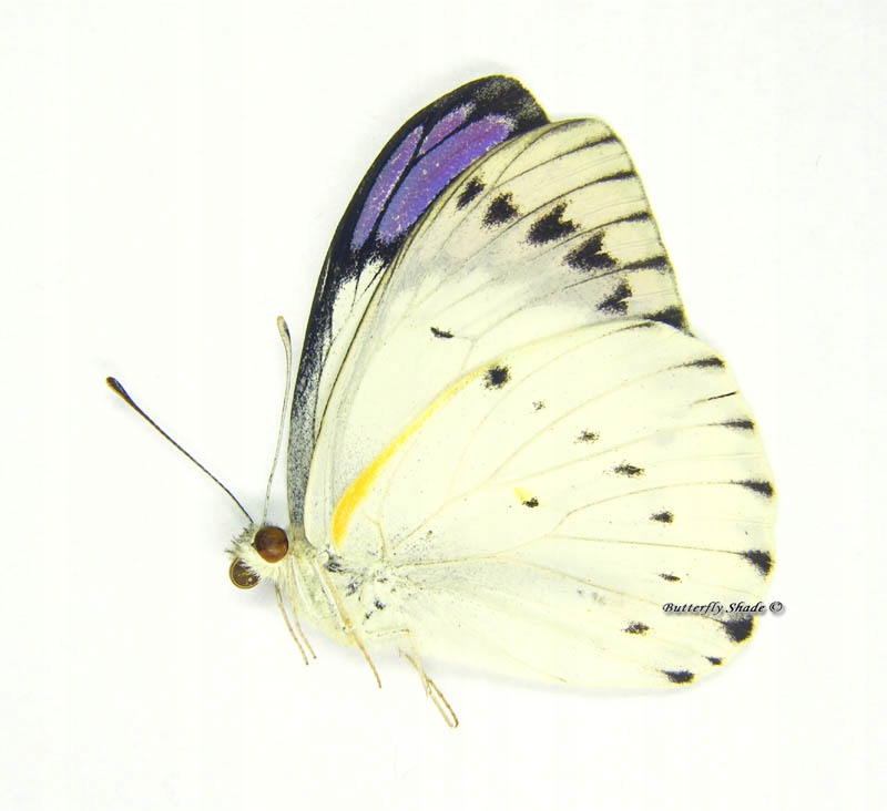 Motyl niepreparowany - Colotis regina, samiec