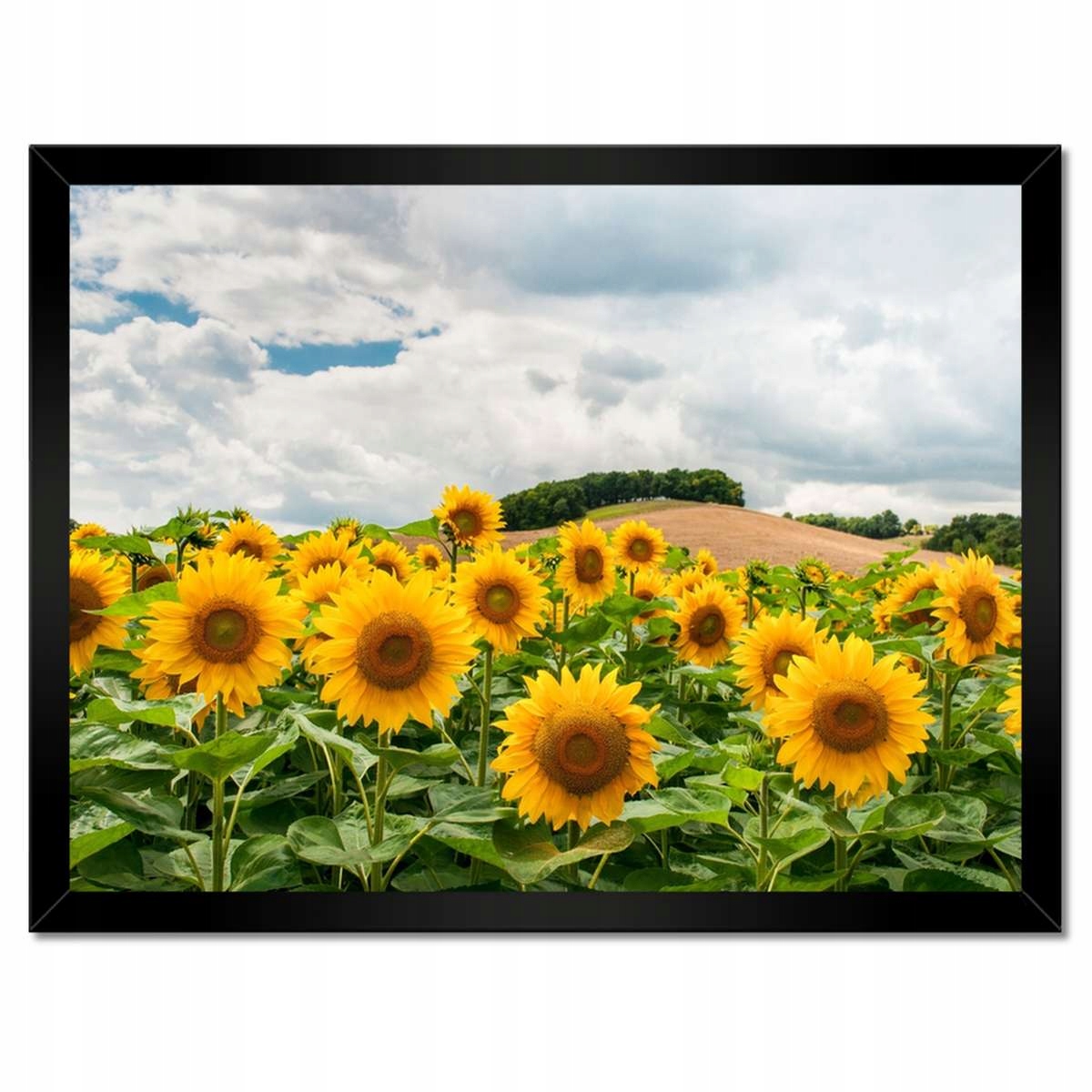 Plakáty v rámu 40x30 Krajina se Slunečnicemi