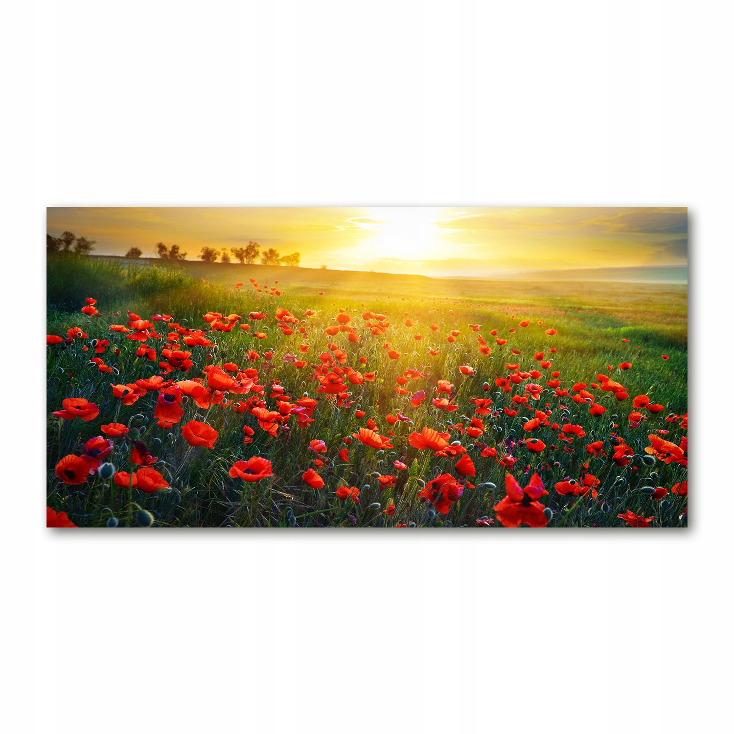 

Foto obraz na szkle akrylowym Pole maków 120X60 cm