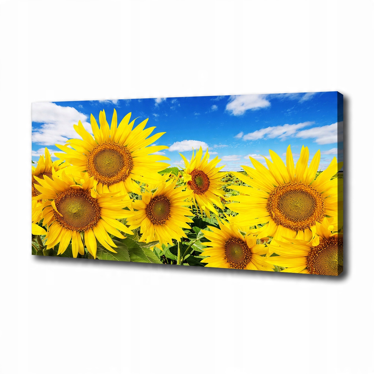 

Foto obraz canvas na ścianę Słoneczniki 100x50 cm