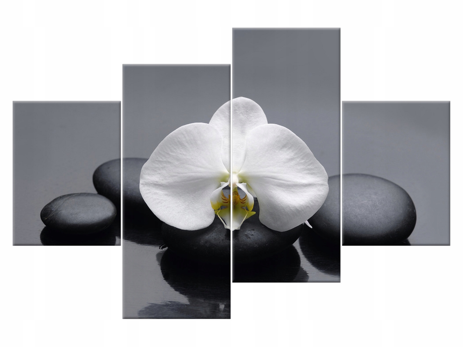 

Obraz Biały storczyk 120x80 Kwiaty 1712A_4G