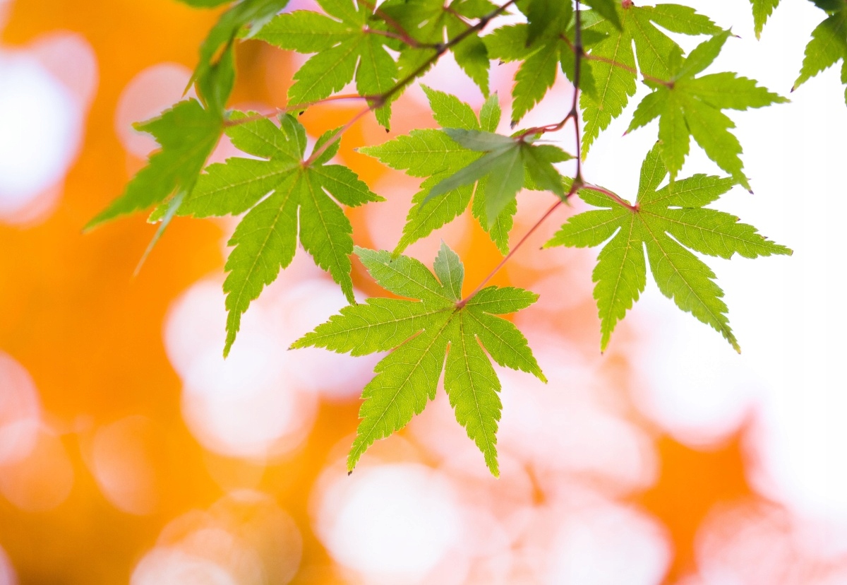 

Fototapeta Flizelinowa Liście klonu - 152x104