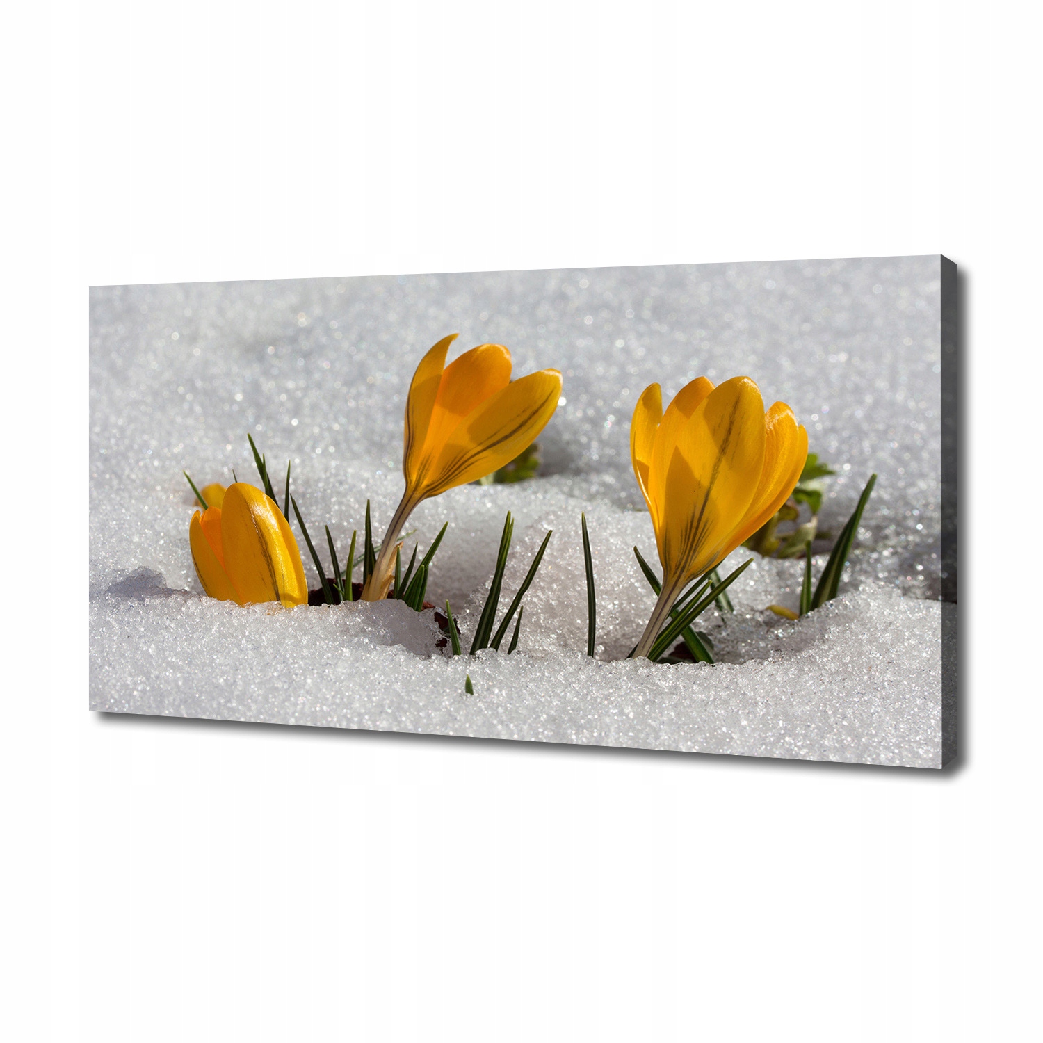 

Foto obraz na płótnie Krokusy w śniegu 140x70 cm