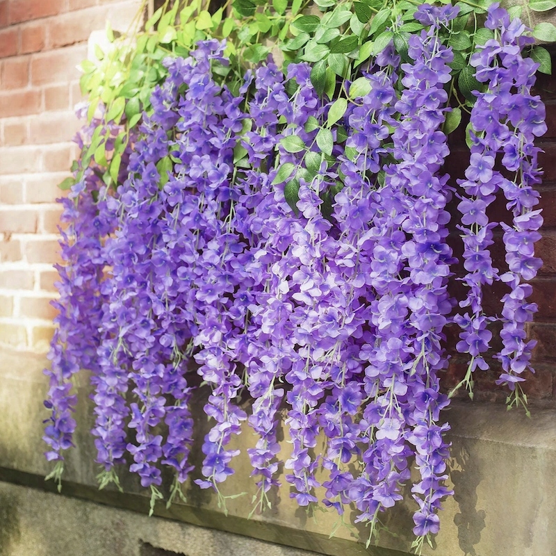 

12x Glicynia wisteria zwisy kwiatowa ściana fiolet