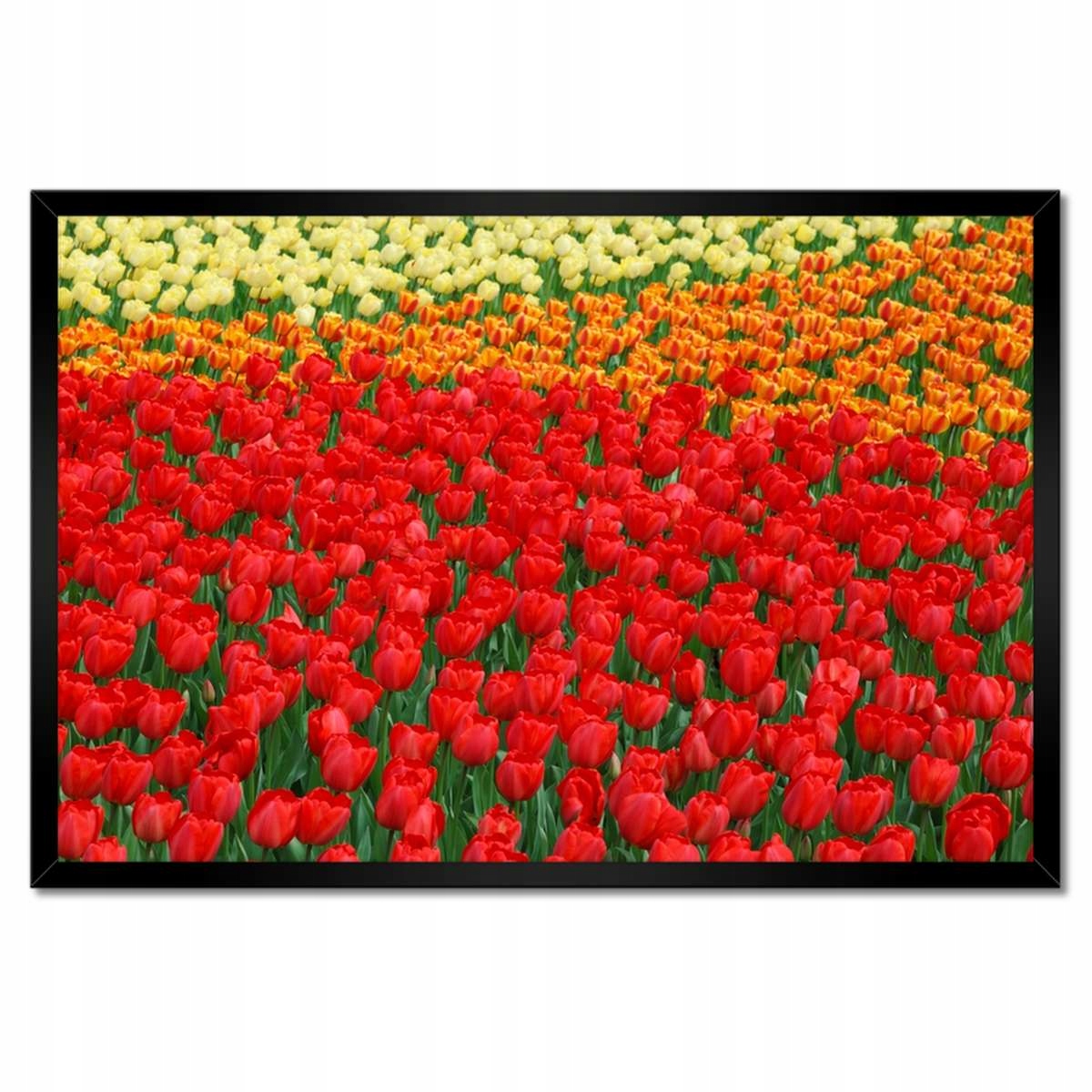 Plakáty v rámu 60x40 Makový záliv