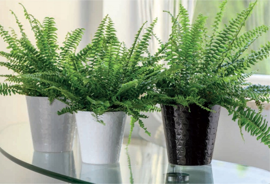 OSŁONKA doniczka DIAMENT śr. 22CM BIAŁY POŁYSK Form-plastic Kod producenta 3760