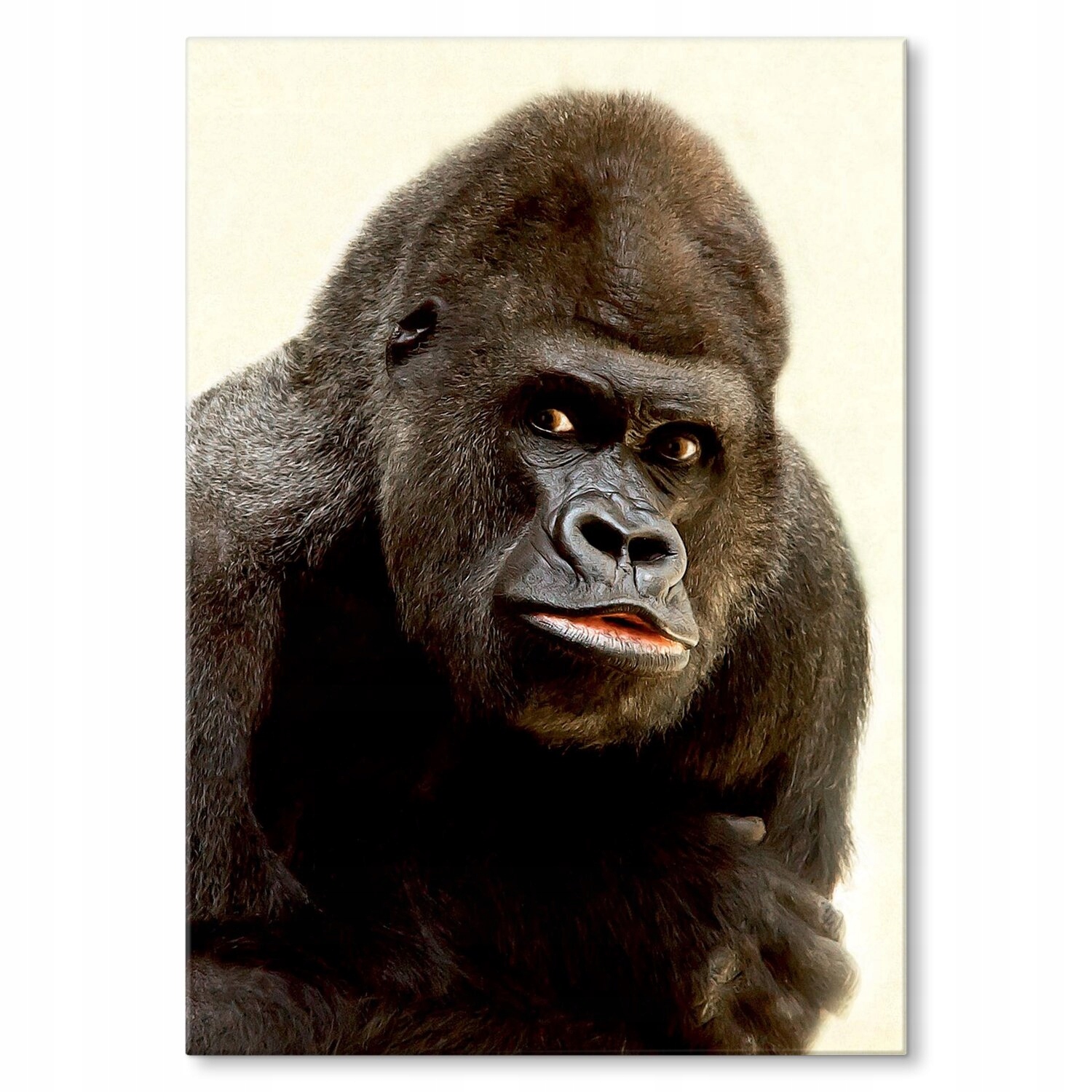 Kovový plakát Gorila Dárek 22 x 31 cm
