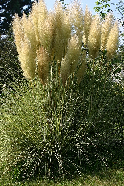 Trawa pampasowa Golden Goblin Cortaderia selloana