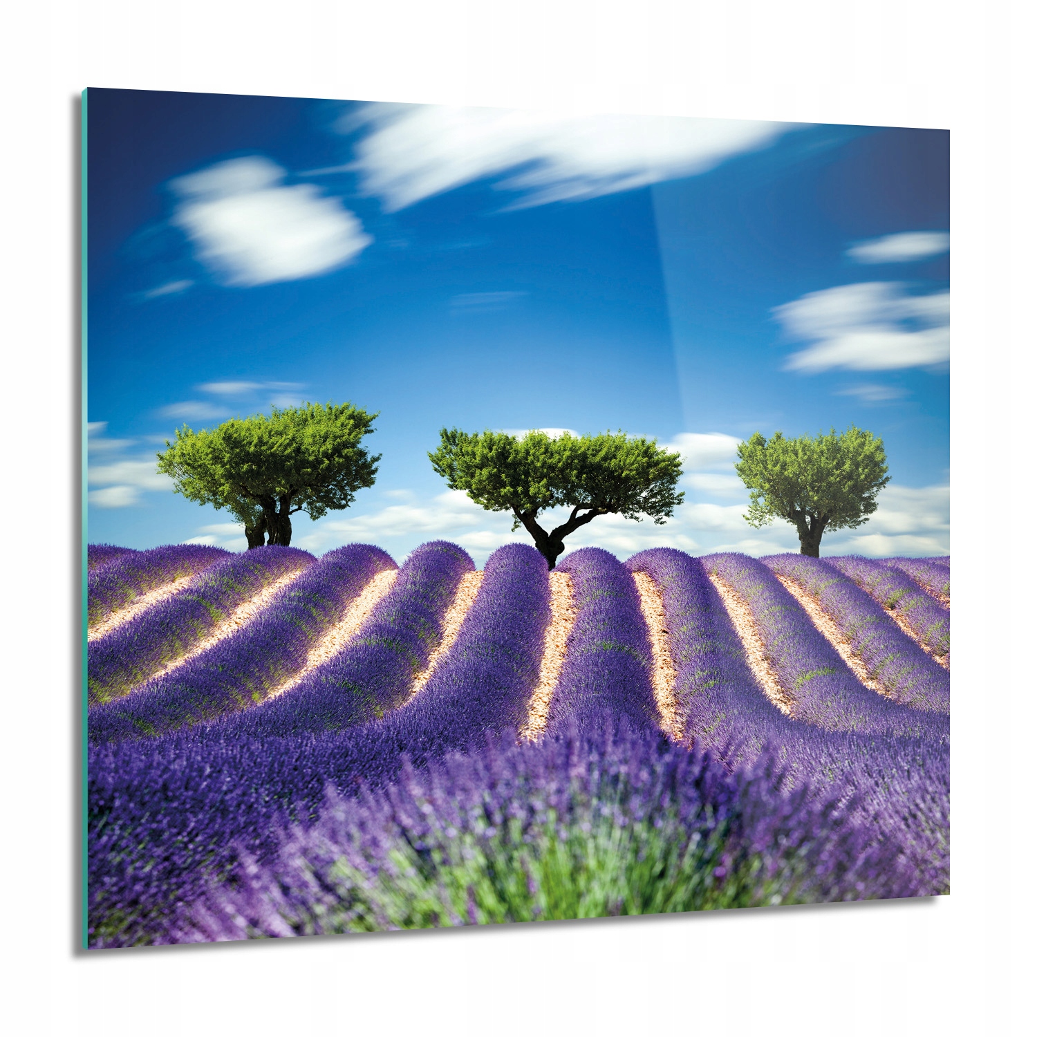

Lawenda pole kwiaty foto-obraz Obraz szklany 60x60